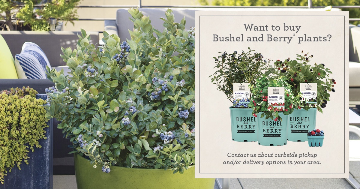 Open Want to Buy Bushel and Berry Plants Facebook Post for curbside pickup and/or delivery options in your area
