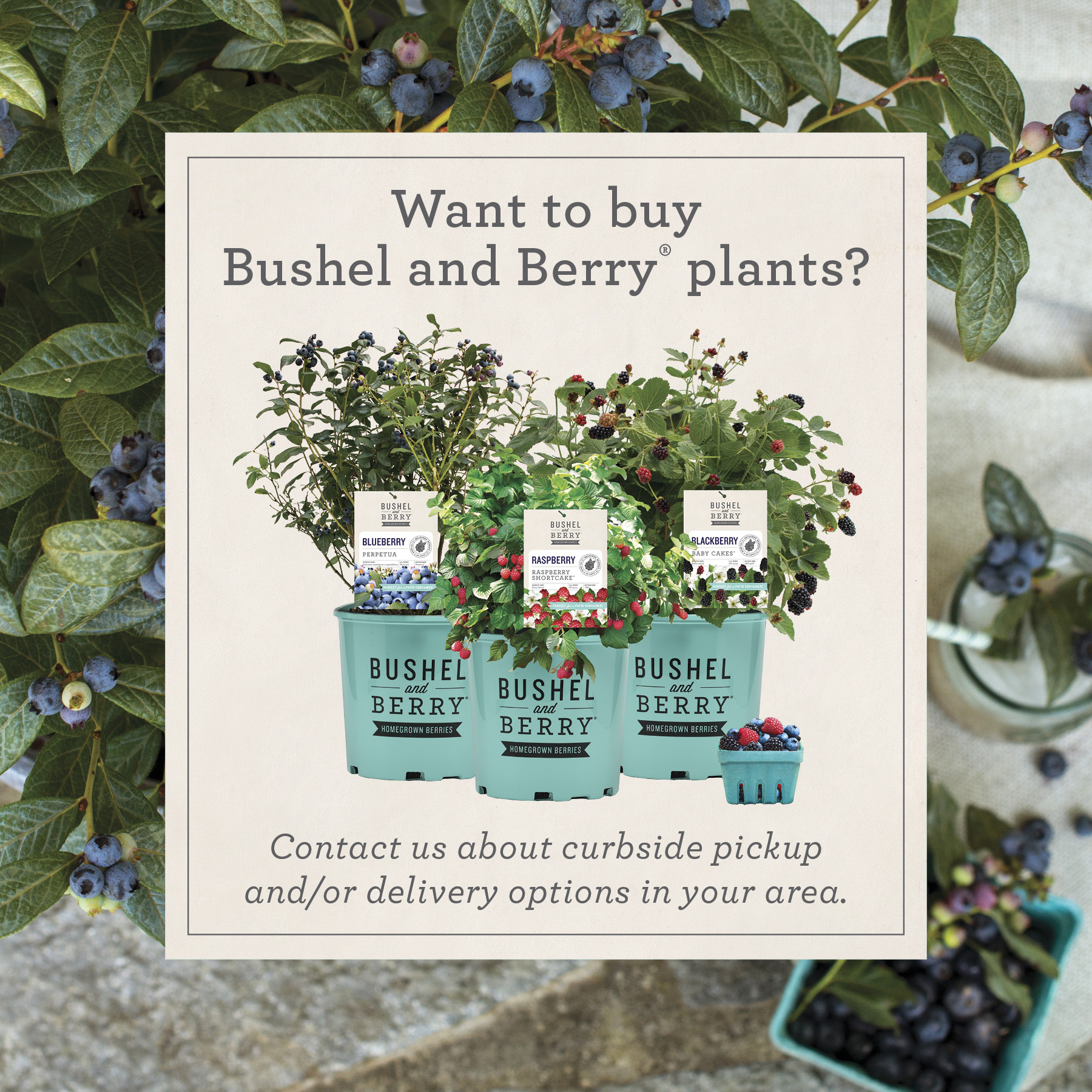 Open Want to Buy Bushel and Berry Plants Instagram Post for curbside pickup and/or delivery options in your area