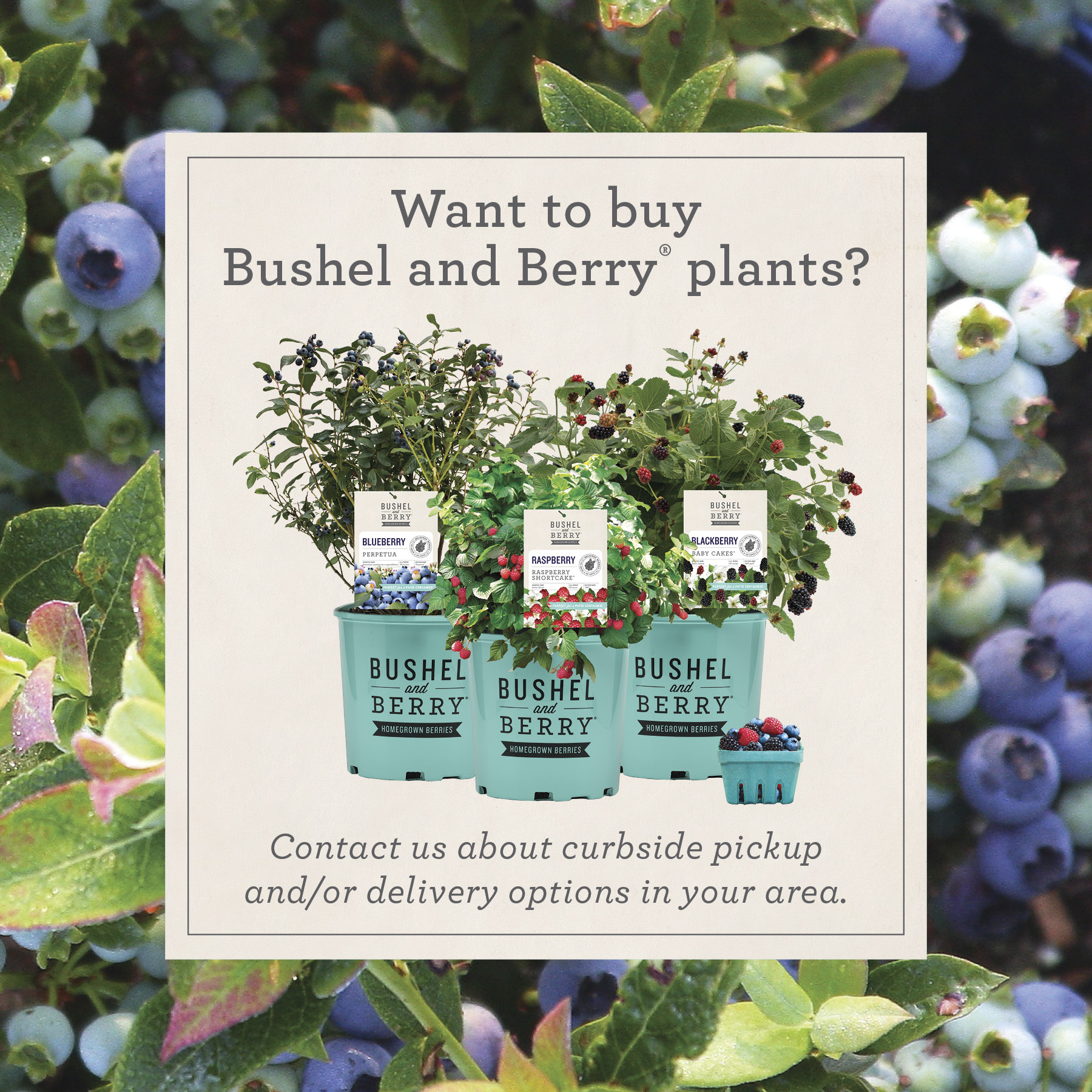 Open Want to Buy Bushel and Berry Plants Instagram Post for curbside pickup and/or delivery options in your area