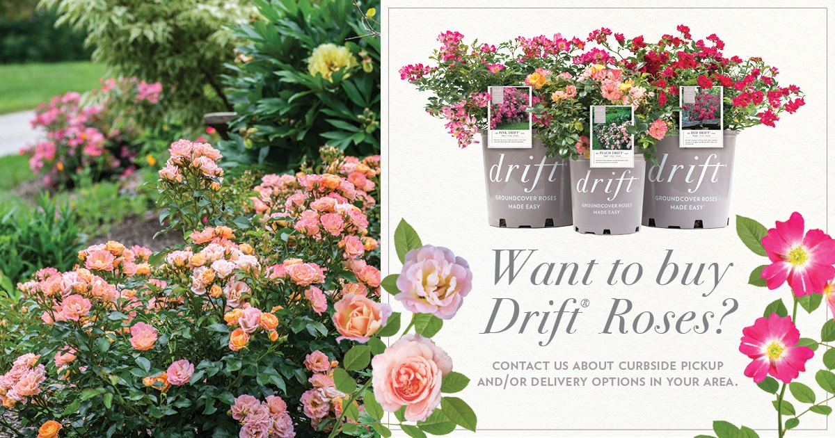 Open Want to Buy Drift Roses Facebook Post for curbside pickup and/or delivery options in your area