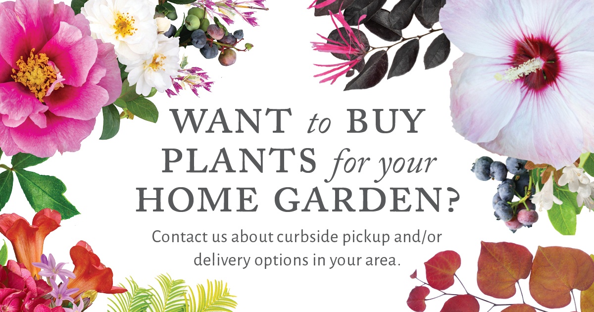 Open Want to Buy Plants for your Home Garden Facebook Post for curbside pickup and/or delivery options in your area