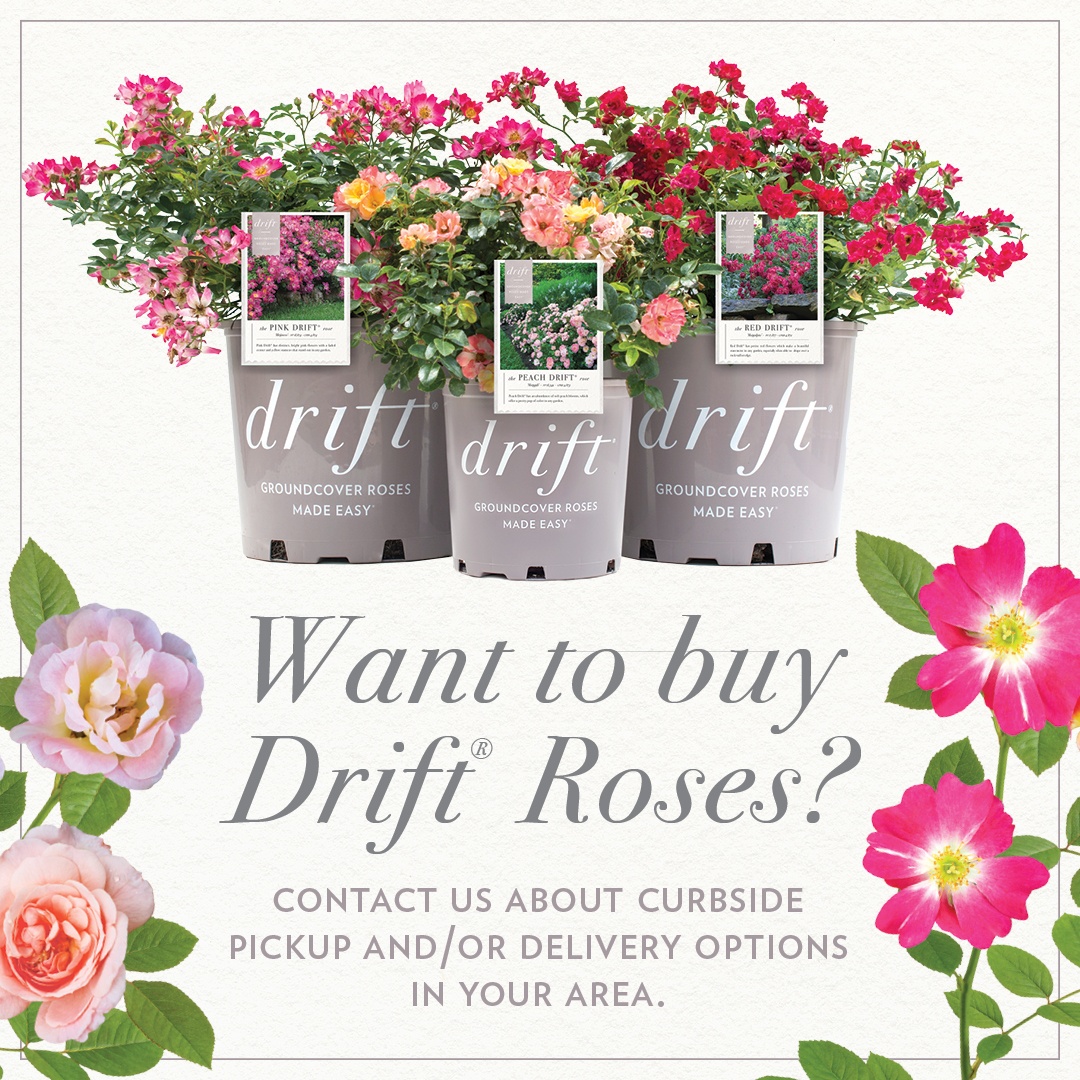 Open Want to Buy Drift Roses Instagram Post for curbside pickup and/or delivery options in your area