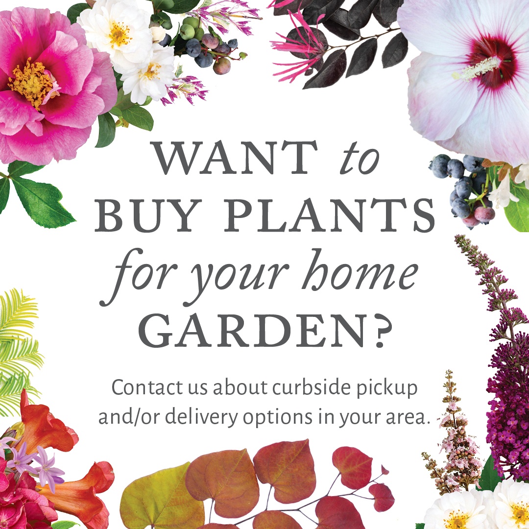 Open Want to Buy Plants for your Home Garden Instagram Post for curbside pickup and/or delivery options in your area