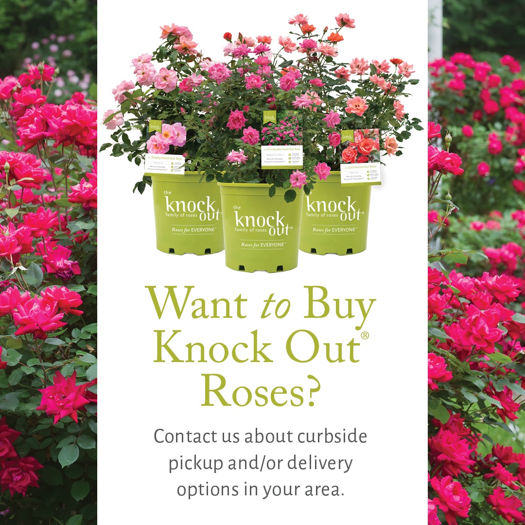 Open Want to Buy Knock Out Roses Instagram Post for curbside pickup and/or delivery options in your area