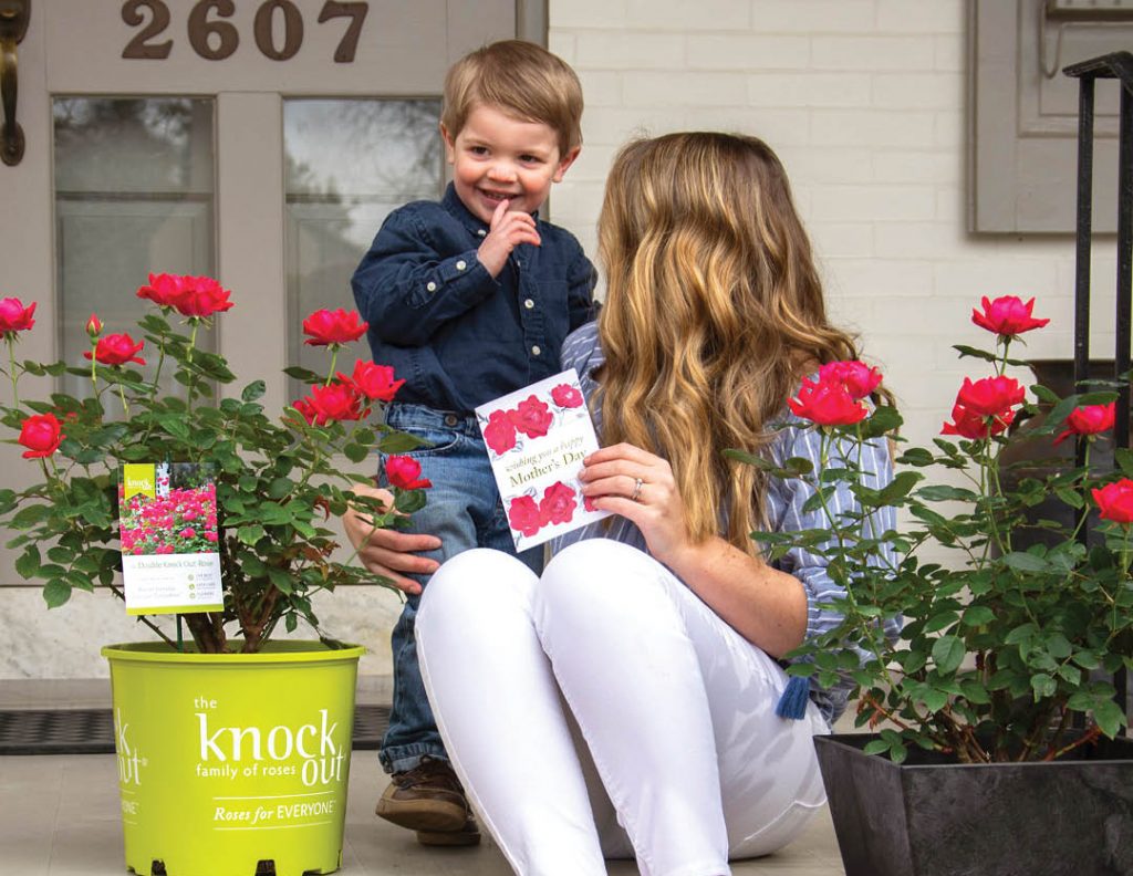 Open Knock Out® Roses Make any day Mother's Day Post