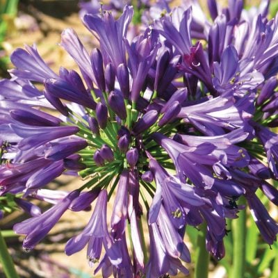 Straight A Purple Delight Agapanthus 1