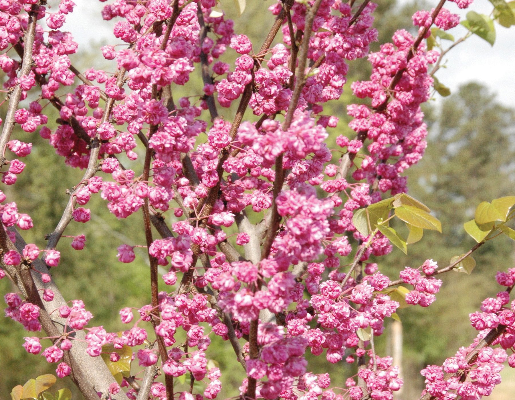 Cercis 'Pink Pom Poms' - Star® Roses and Plants