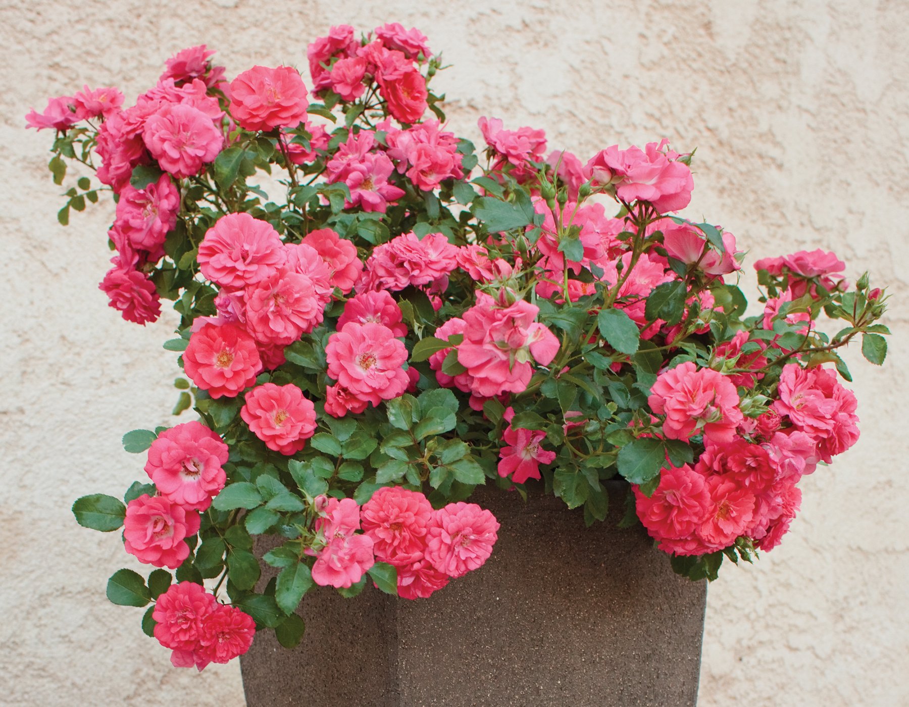 coral drift® - star® roses and plants