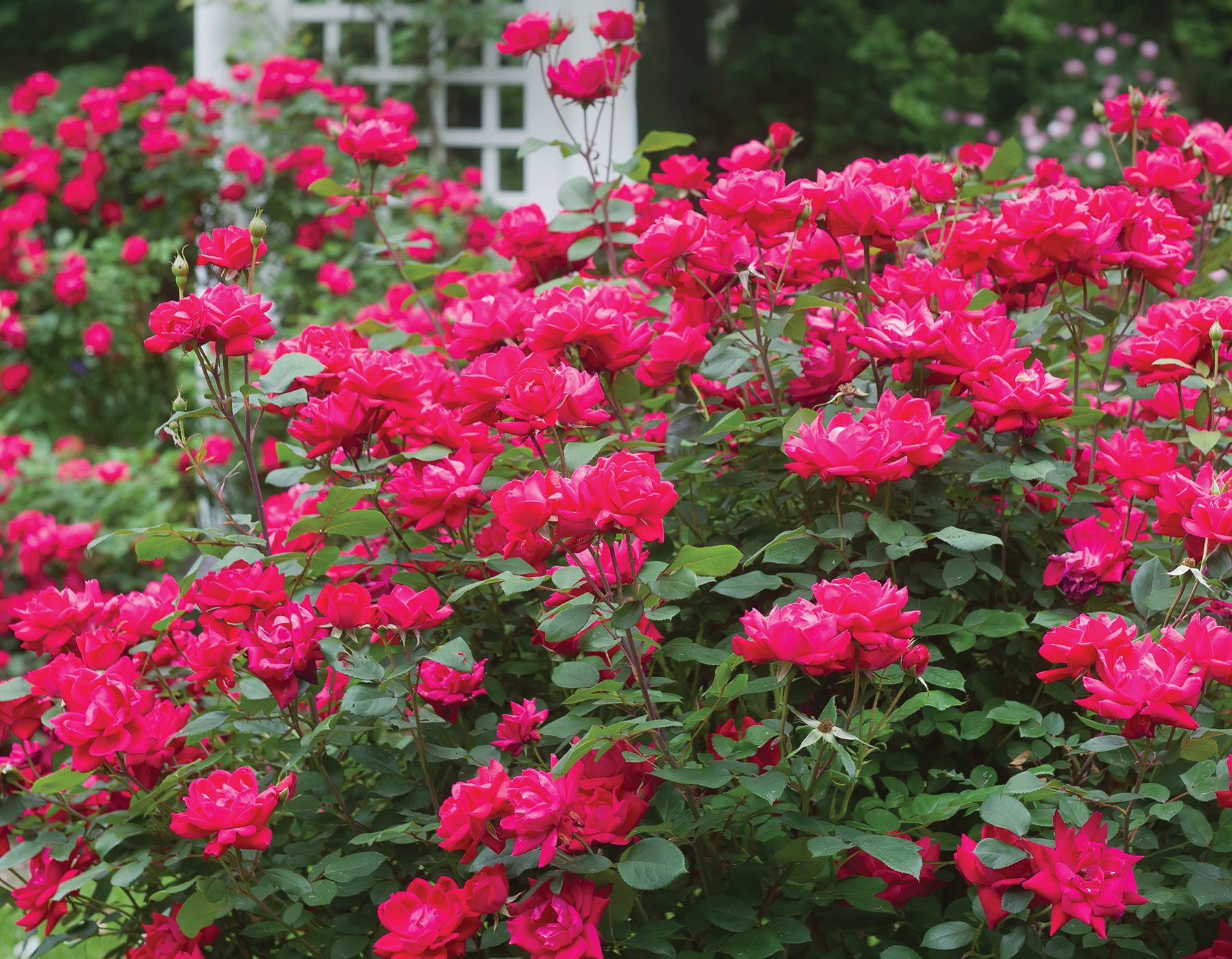 Rosa Double Knock Out® (Shrub Rose), 59% OFF