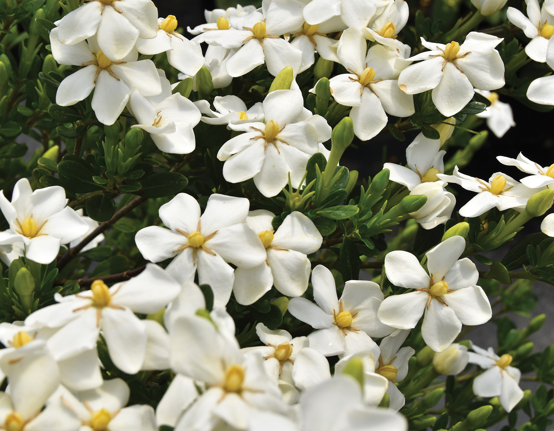 Snow Girl™ Gardenia - Star® Roses and Plants