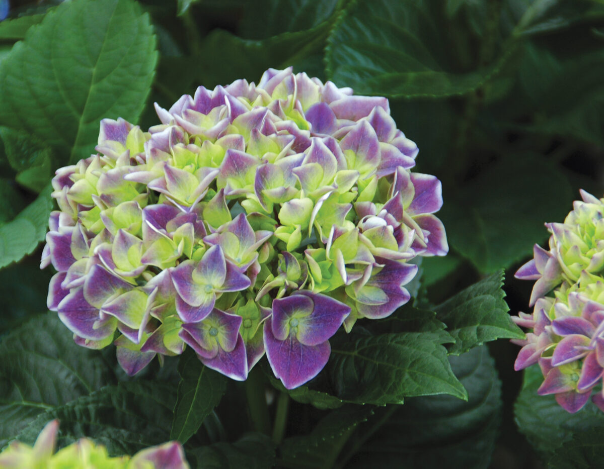 Hydrangea Violet Crown