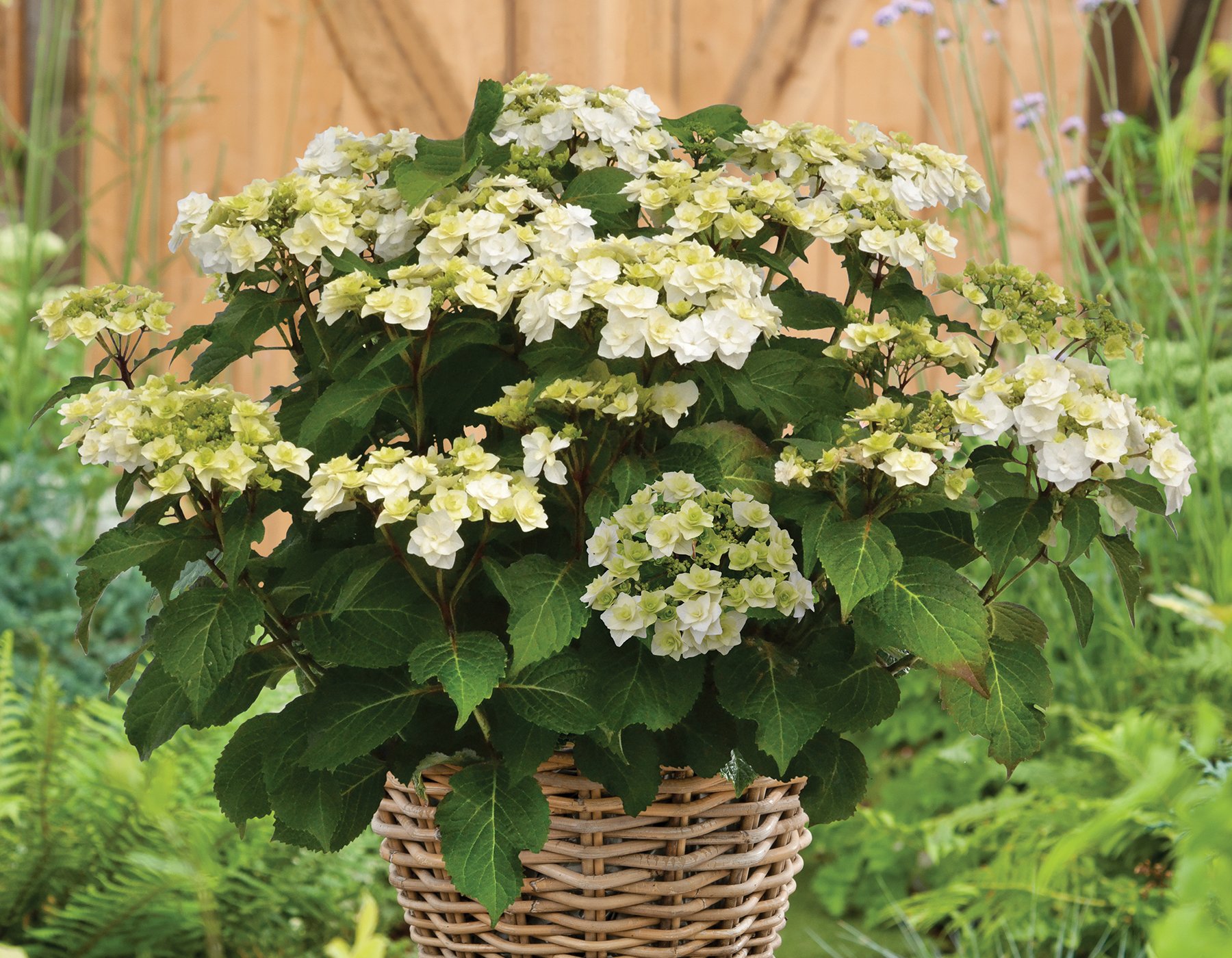 The Wedding Gown Hydrangea: The Perfect Flower For Your Big Day ...