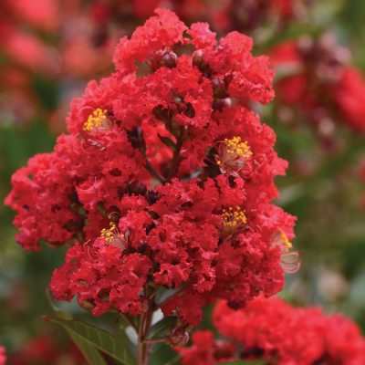 Enduring Red Lagerstroemia 1
