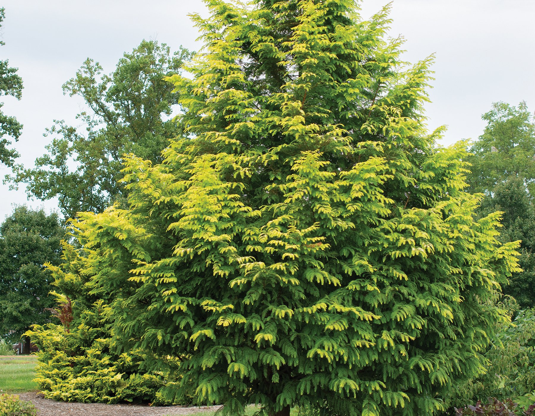 Amber Glow™ Metasequoia - Star® Roses and Plants