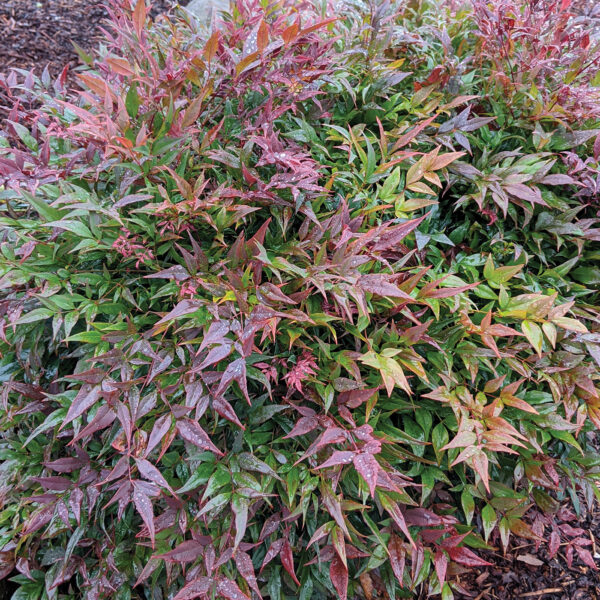 Prunus 'Chestnut Hill' - Star® Roses and Plants