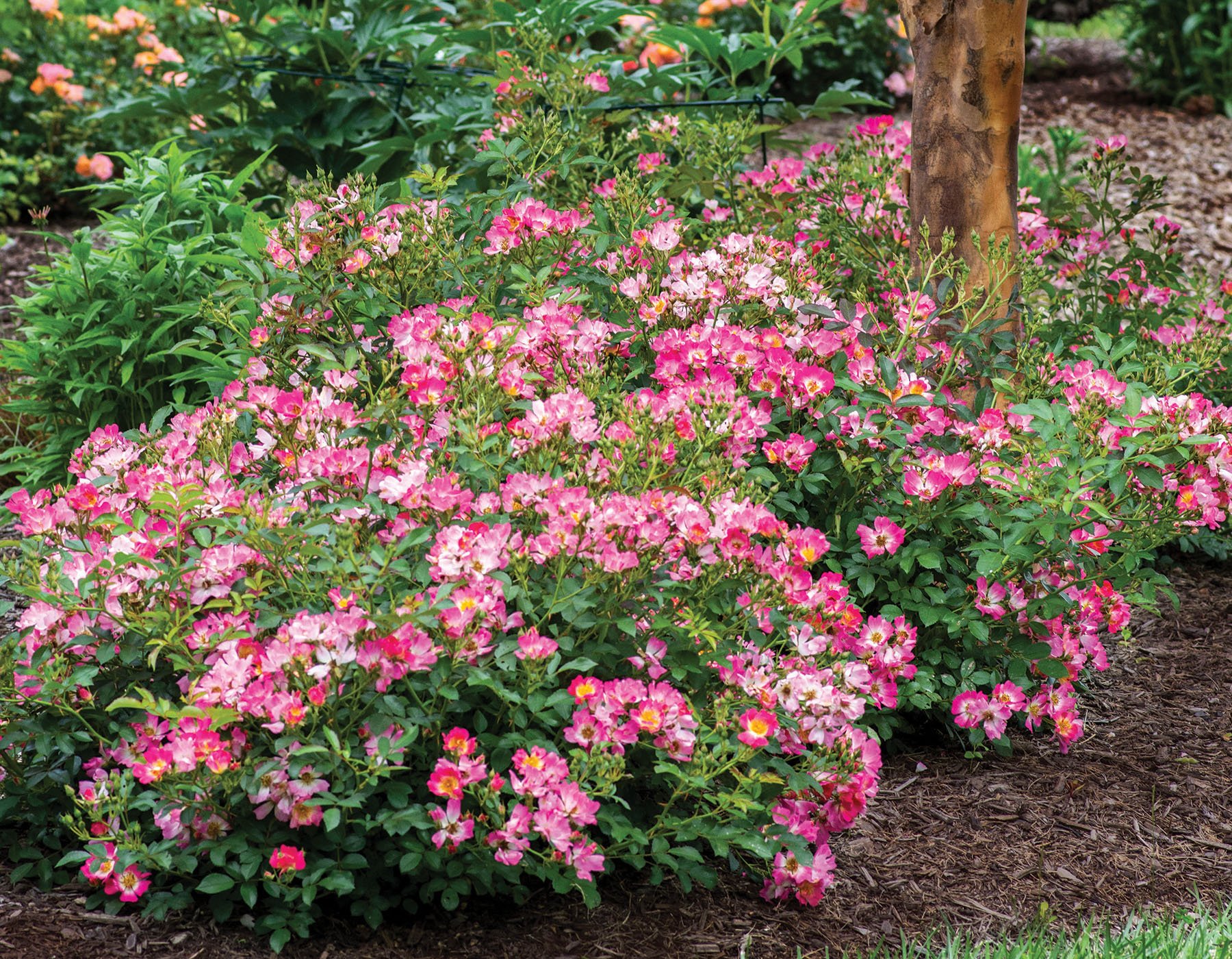 pink drift® - star® roses and plants