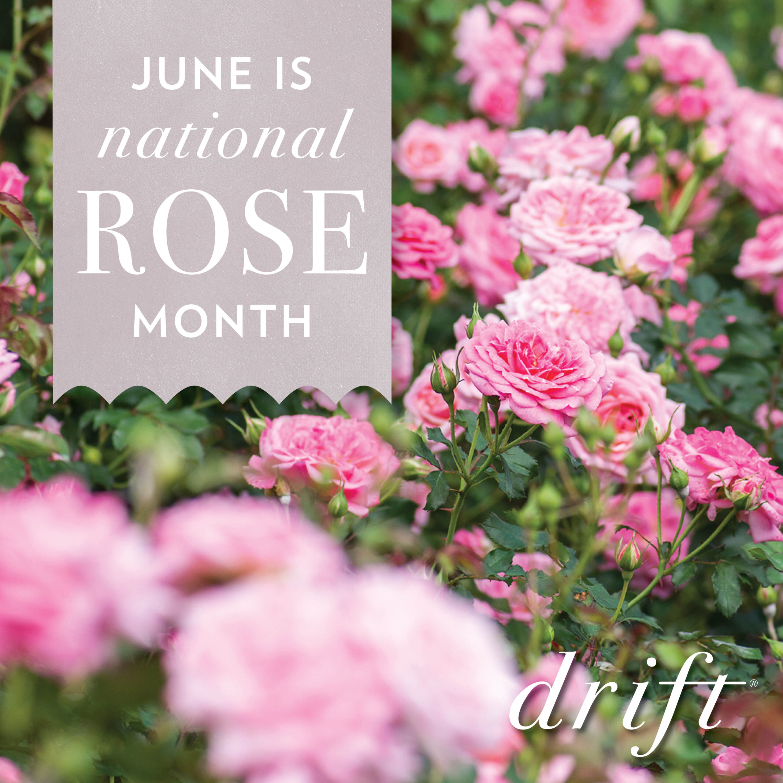 Open June is National Rose Month Post for Instagram featuring Drift Roses