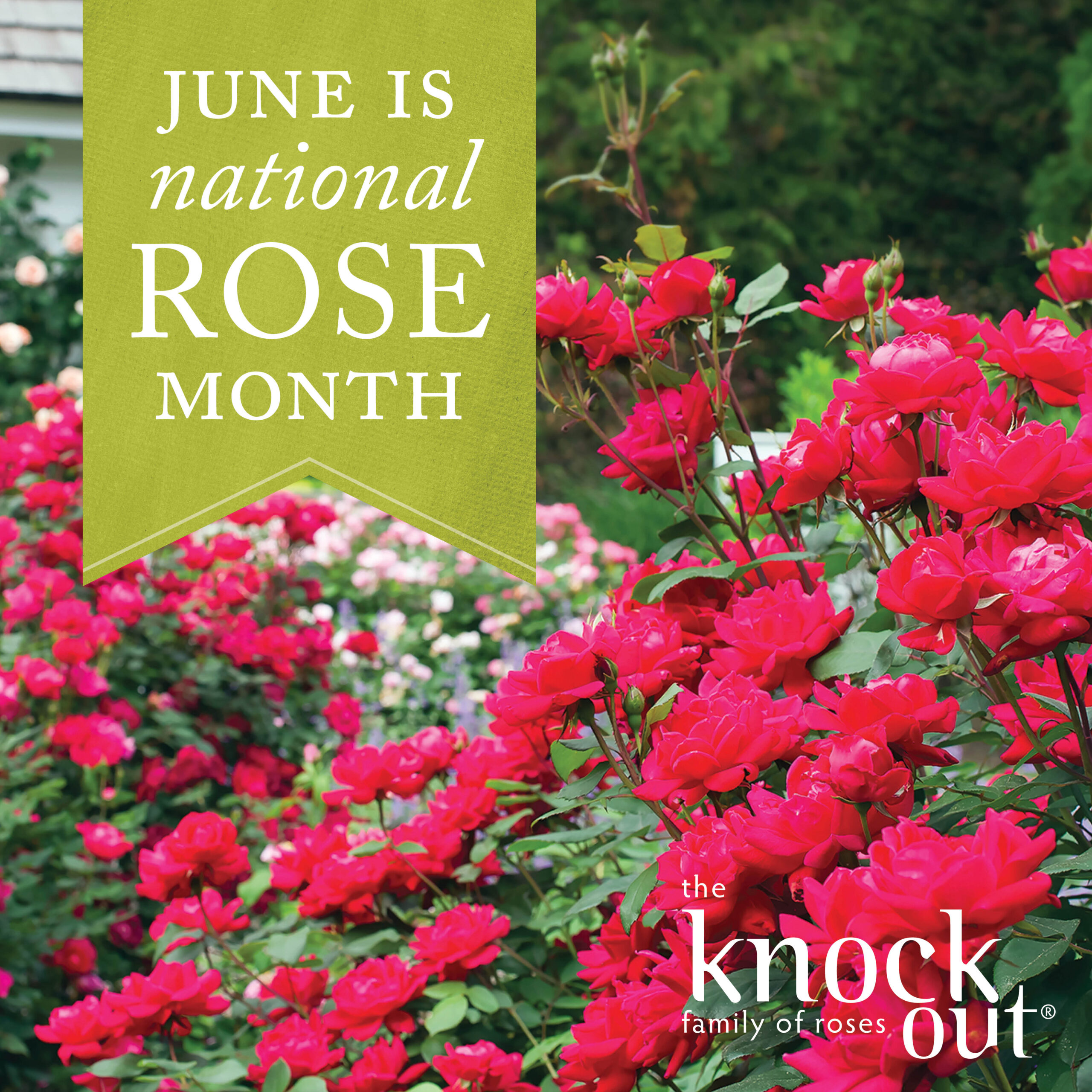 Open June is National Rose Month Post for Instagram featuring Knock Out Roses
