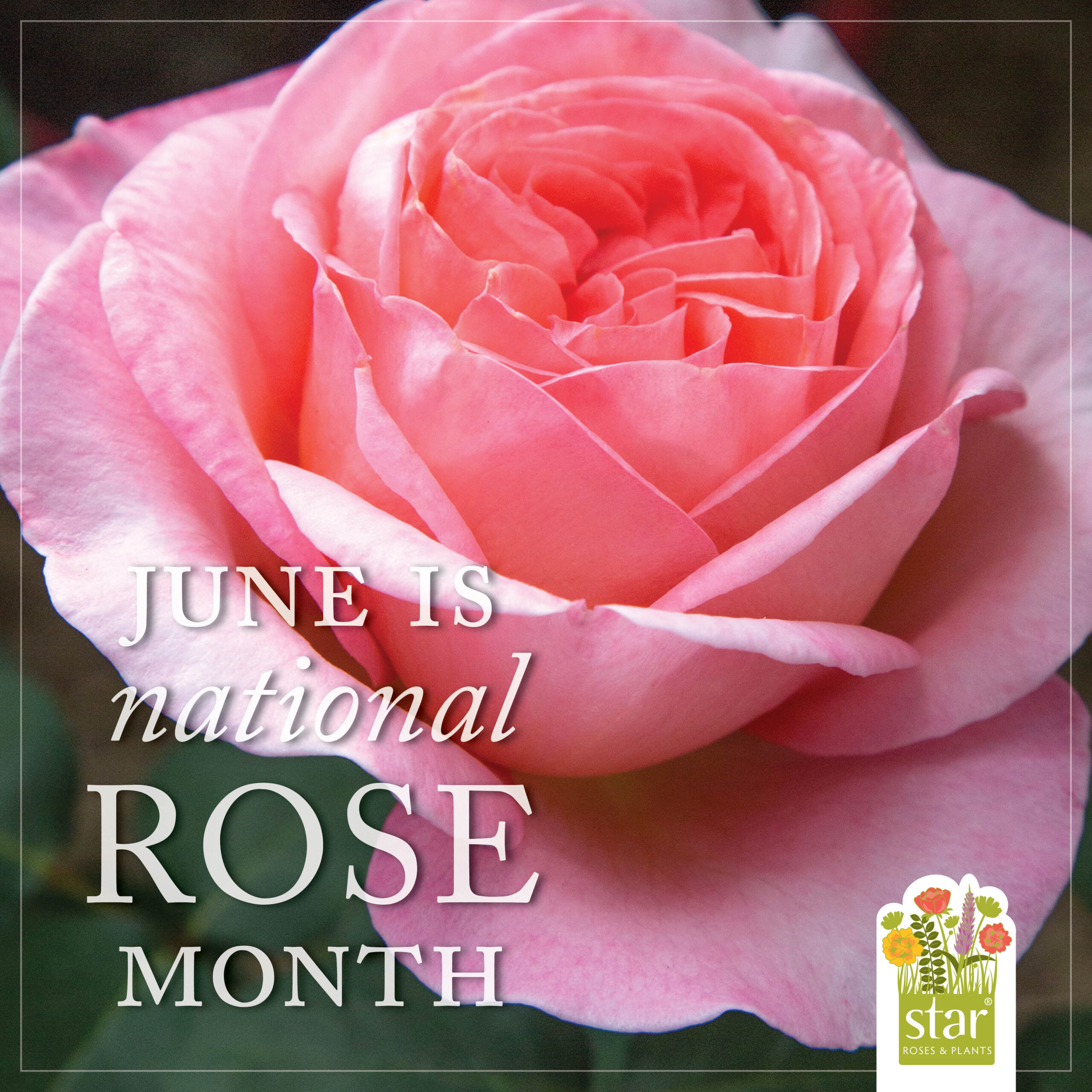 Open June is National Rose Month Post for Instagram