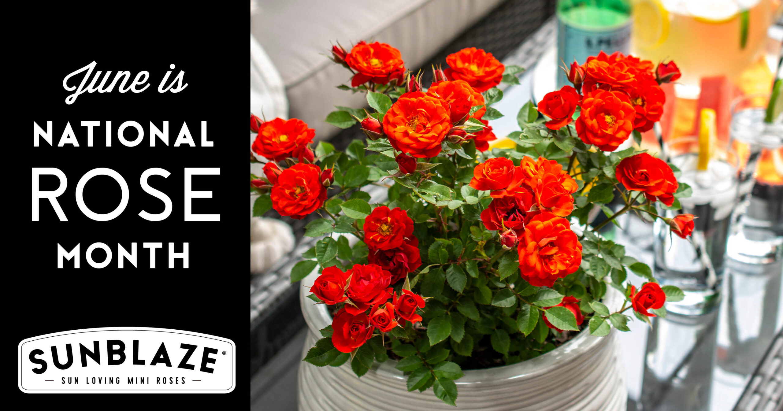 Open June is National Rose Month Post for Facebook featuring Sunblaze