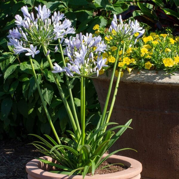 Straight A Blue Flare Agapanthus