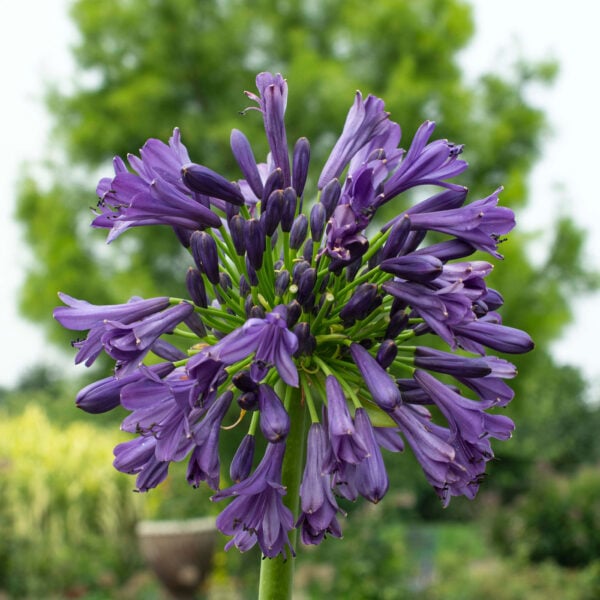 Straight A Purple Delight Agapanthus
