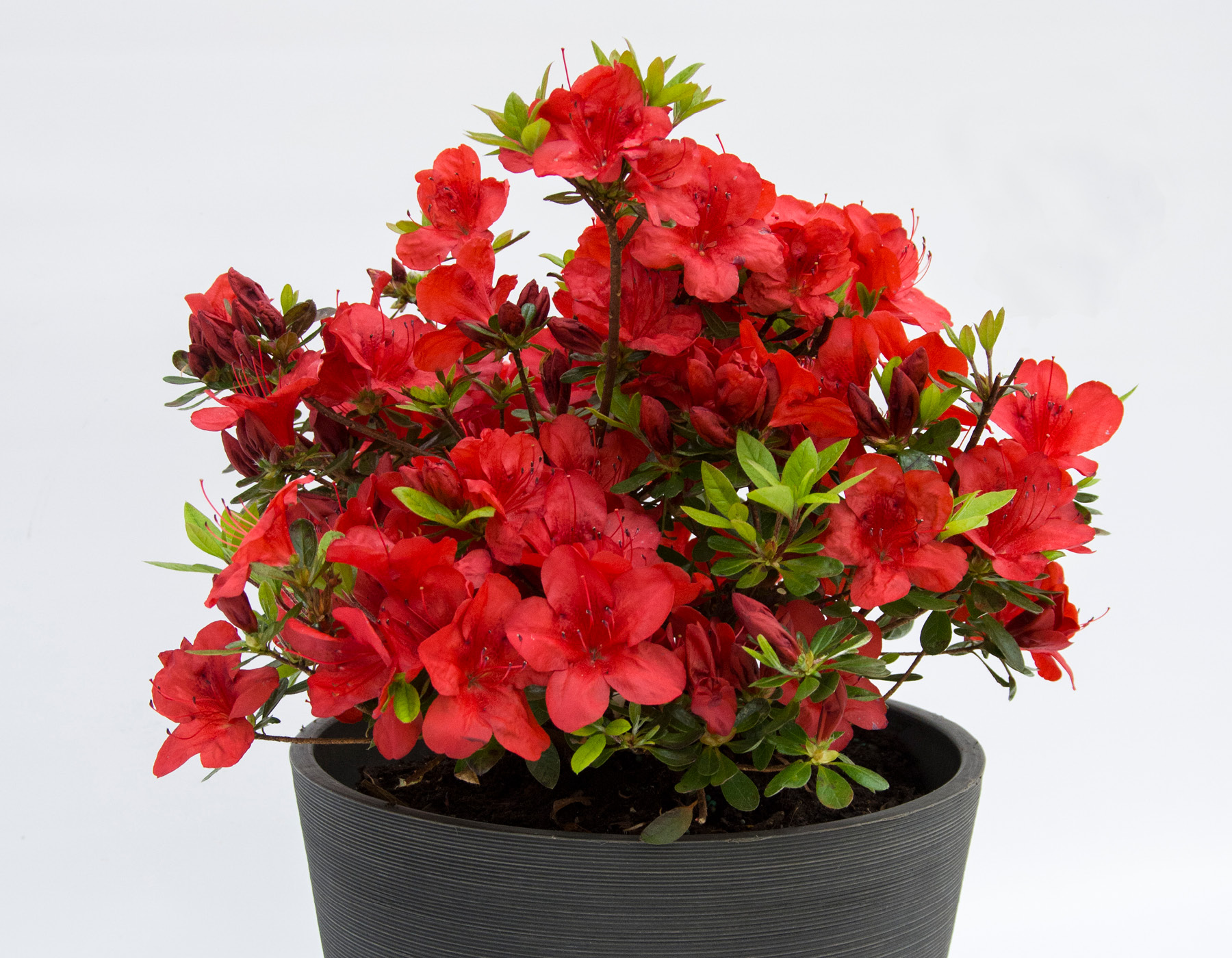 FlorAmore® Red Azalea   Star® Roses and Plants