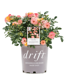 Drift Roses