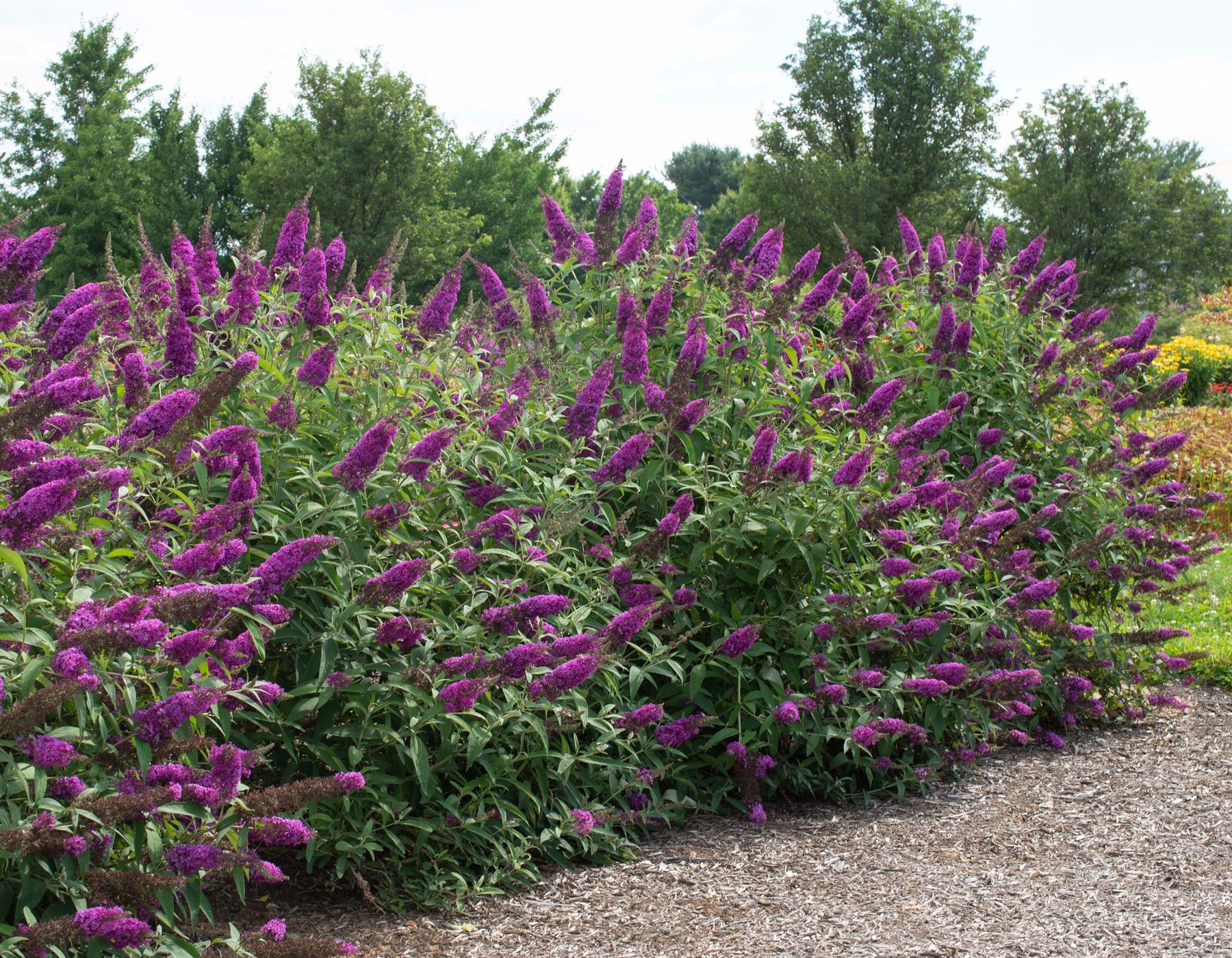 RoyalRazz® Buddleia   Star® Roses and Plants