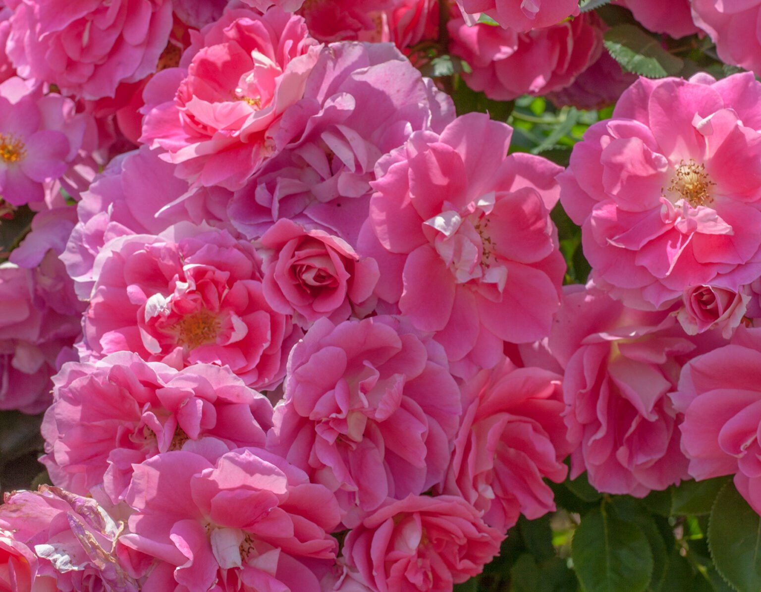 Carefree Wonder - Star® Roses and Plants