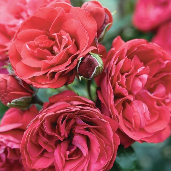 Crimson Bouquet