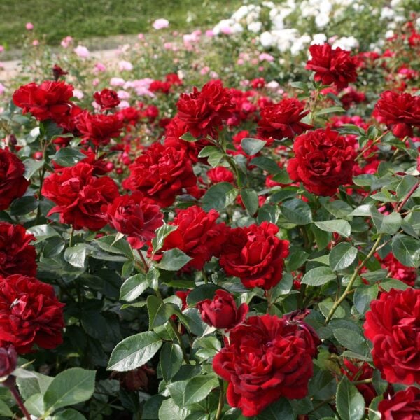 Go to the Sunbelt Roses Collection page