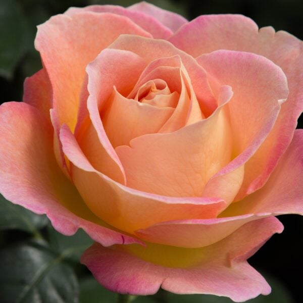 Orange Glow™ Knock Out® - Star® Roses and Plants