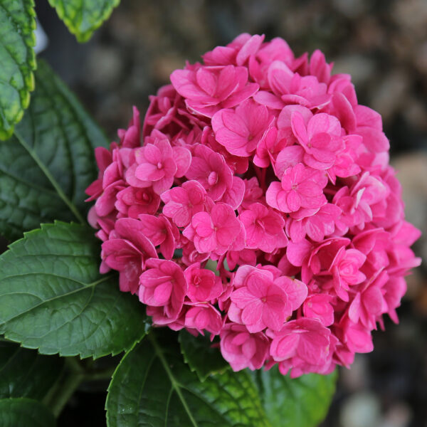 Ruby Blossom Hydrangea 1