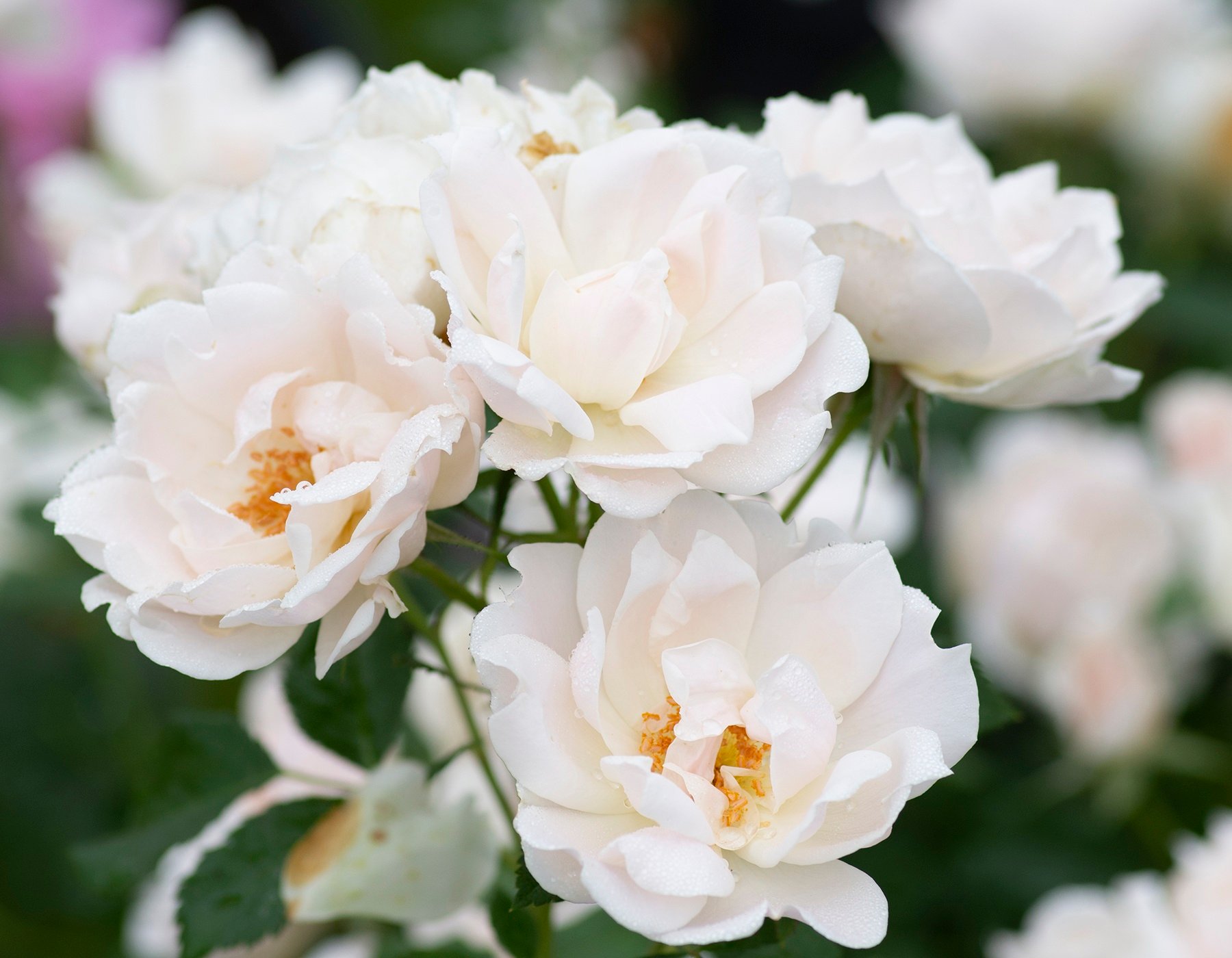 Repeat Flowering SNOWCAP 4lt Potted Patio Garden Rose Bush White/Cream