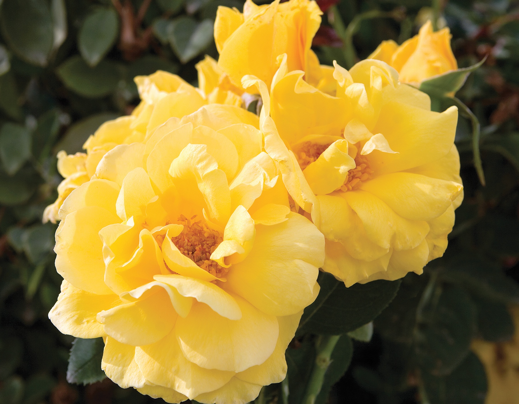 Midas Touch™ - Star® Roses and Plants
