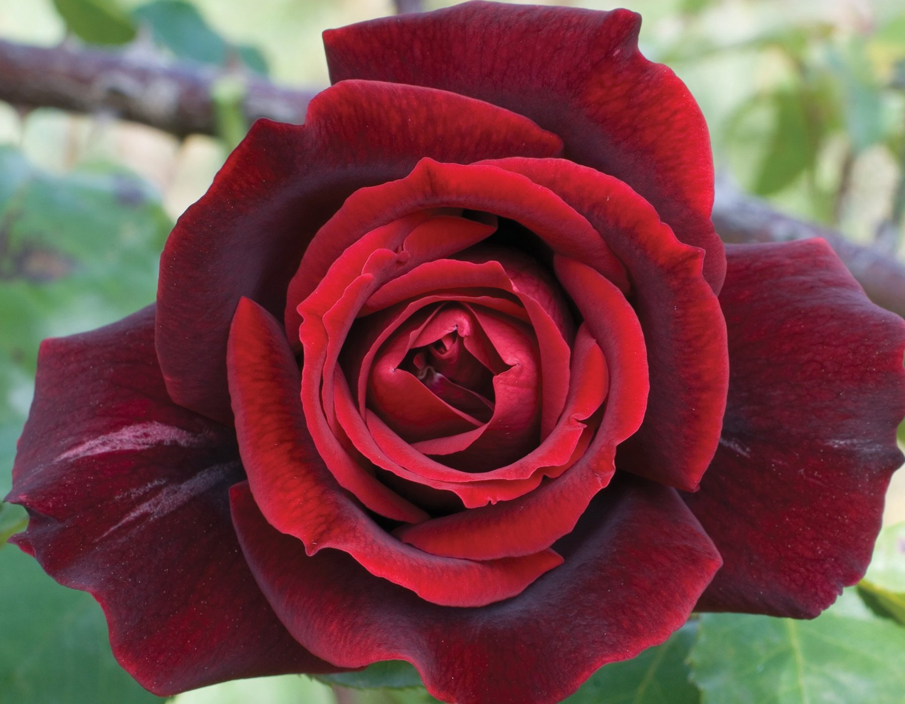 Papa Meilland® - Star® Roses and Plants