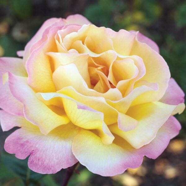 Yellow - Page 3 of 6 - Star® Roses and Plants