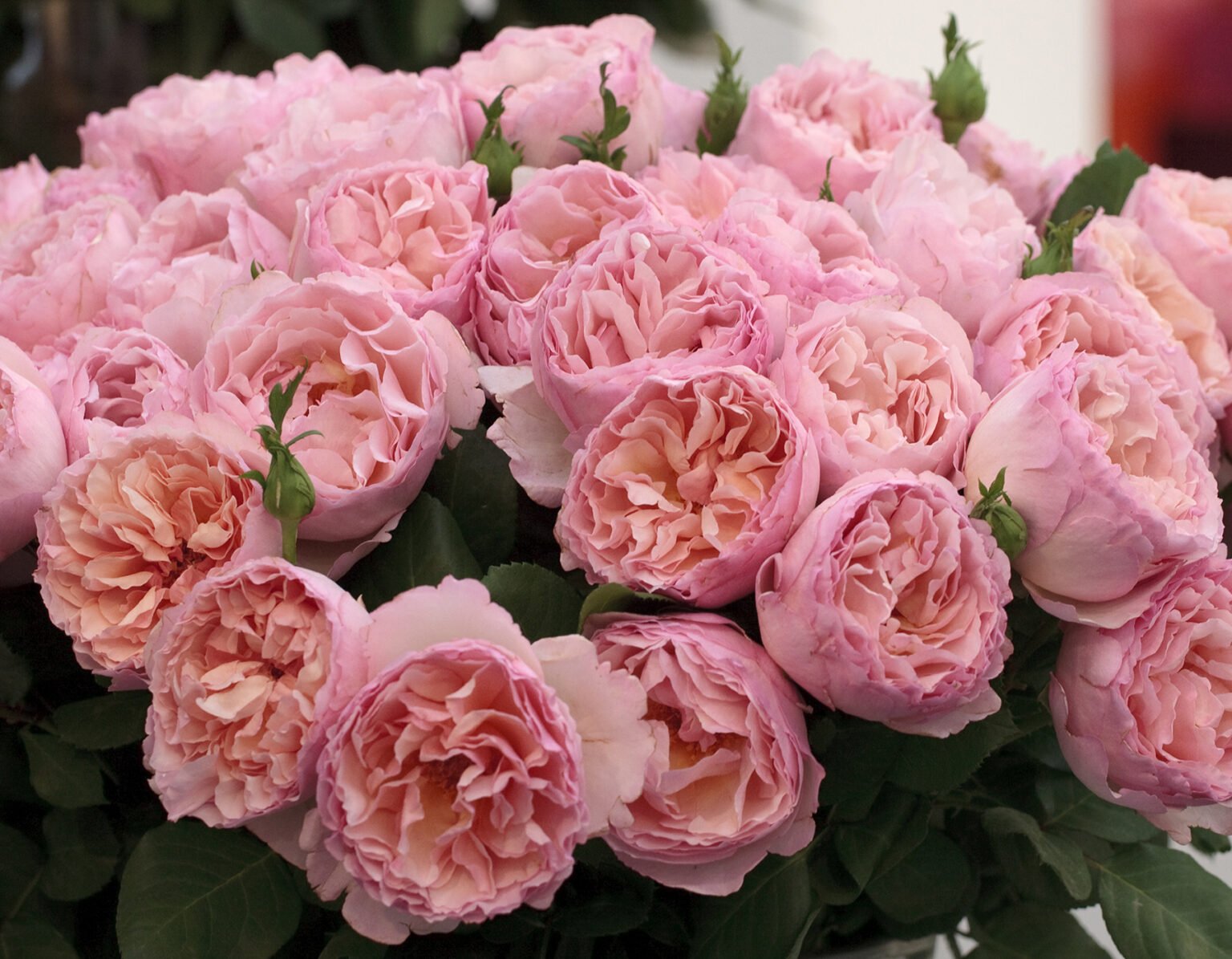 Princesse Charlene de Monaco® - Star® Roses and Plants