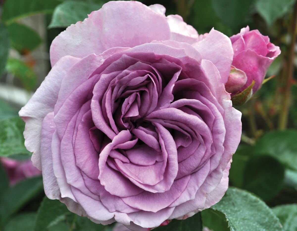 Go to the Arborose Roses Collection page
