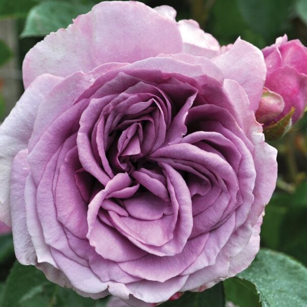 Go to the Arborose Roses Collection page