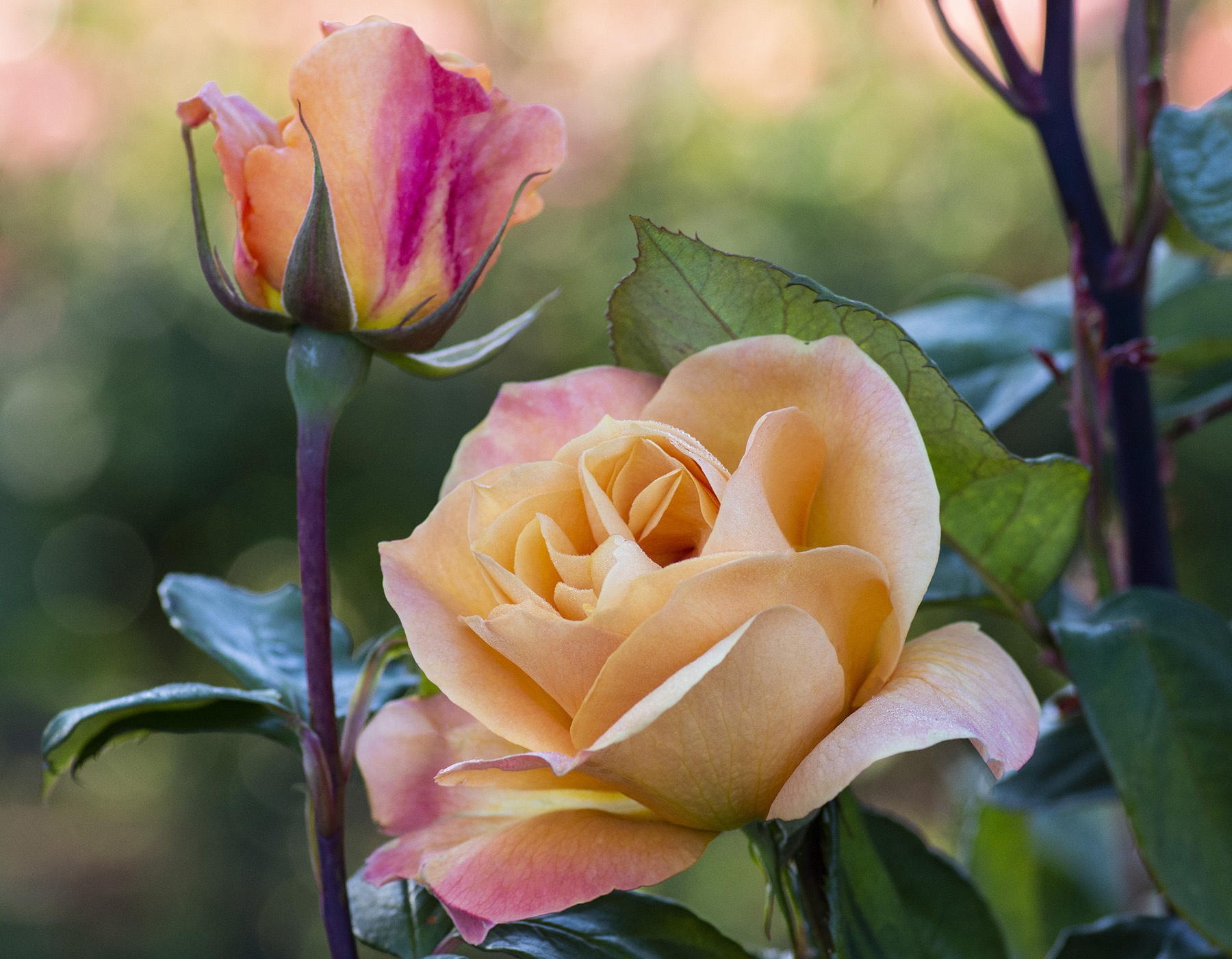 Strike It Rich™ - Star® Roses and Plants