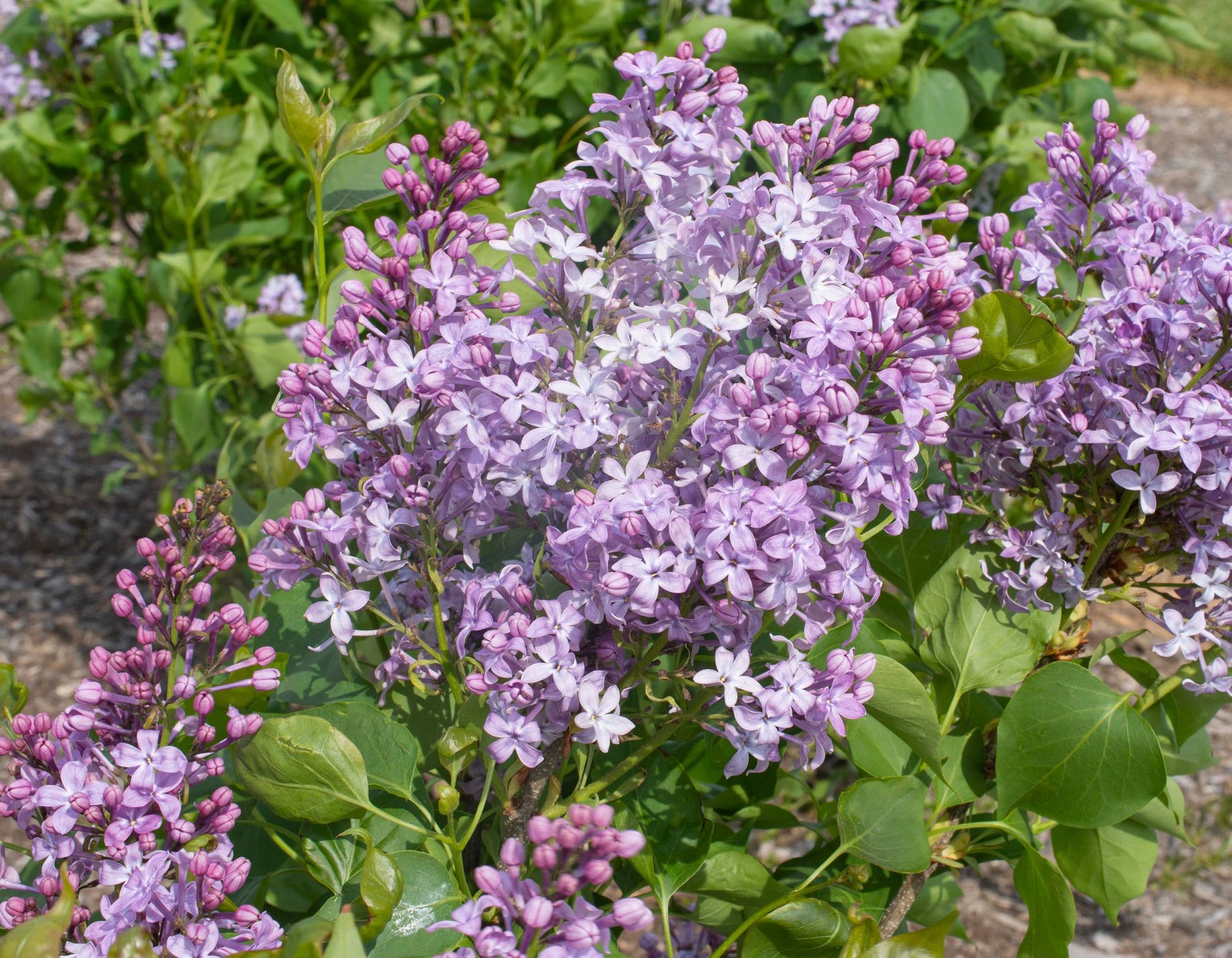 New Age™ Lavender Syringa - Star® Roses and Plants