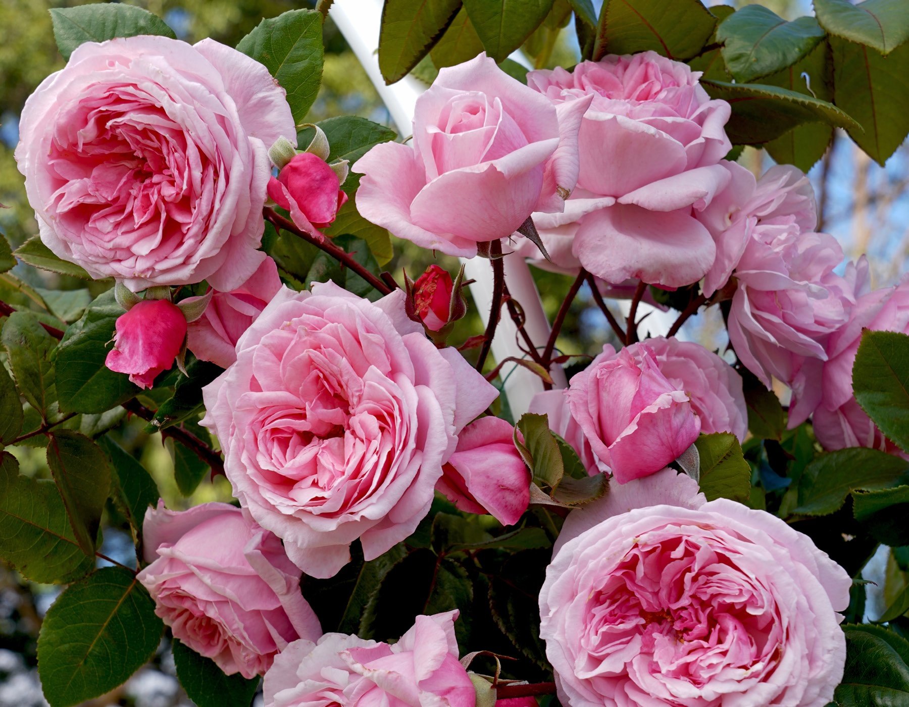 Arborose® Kiss Me Kate™ - Star® Roses and Plants