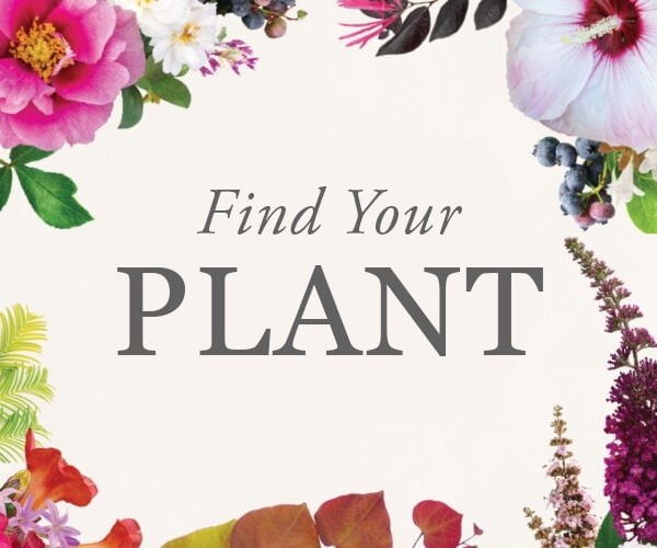 Plants - Star® Roses and Plants