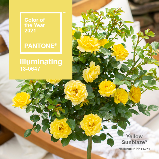 Pantone color of the year Illuminating 13-0647 Instagram Post featuring Yellow Sunblaze
