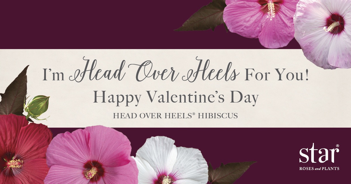 Open I'm Head Over Heels For You Valentine's Post for Facebook