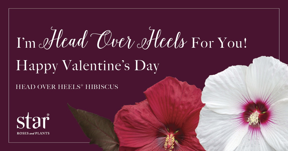 Open I'm Head Over Heels For You Valentine's Post for Facebook