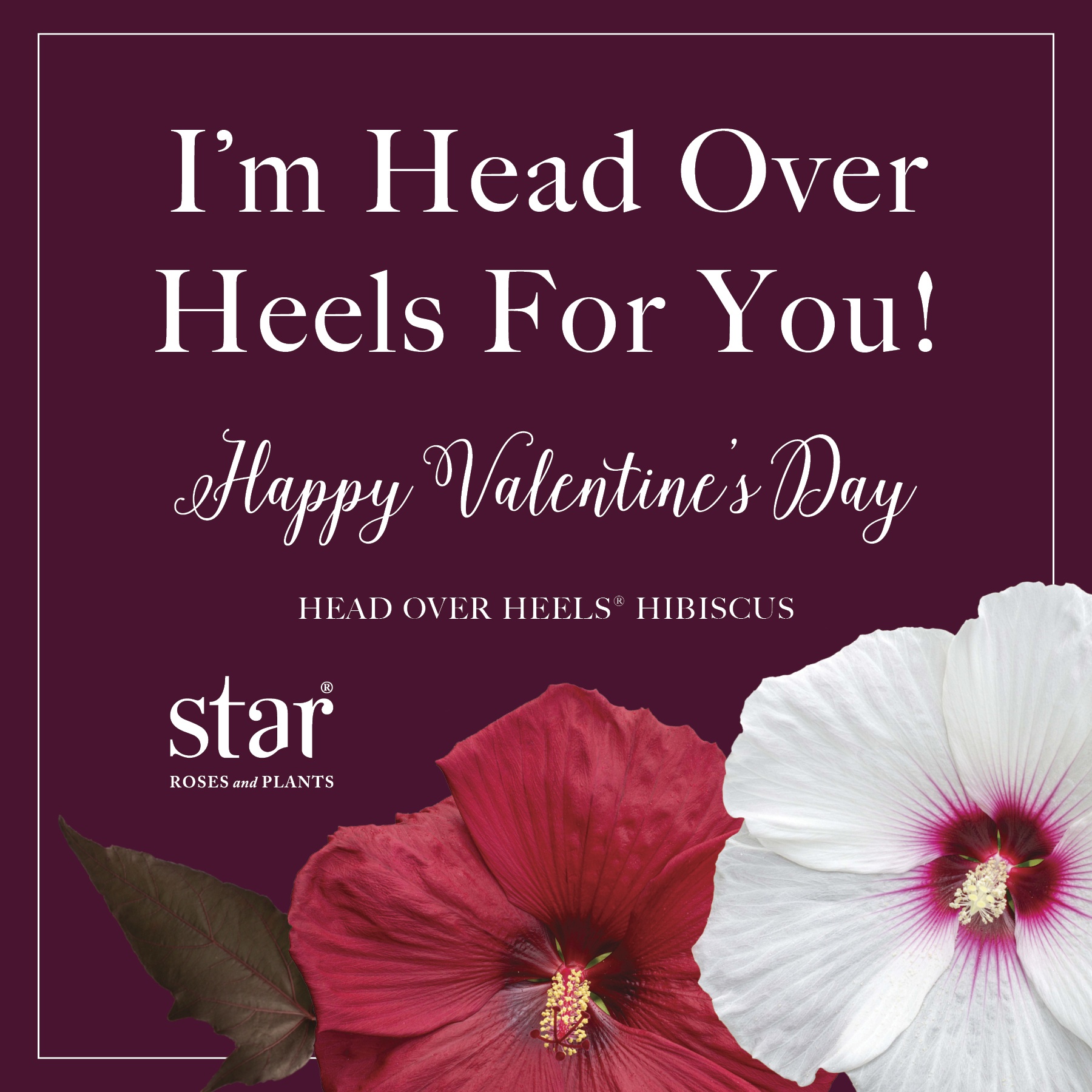 Open I'm Head Over Heels For You Valentine's Post for Instagram