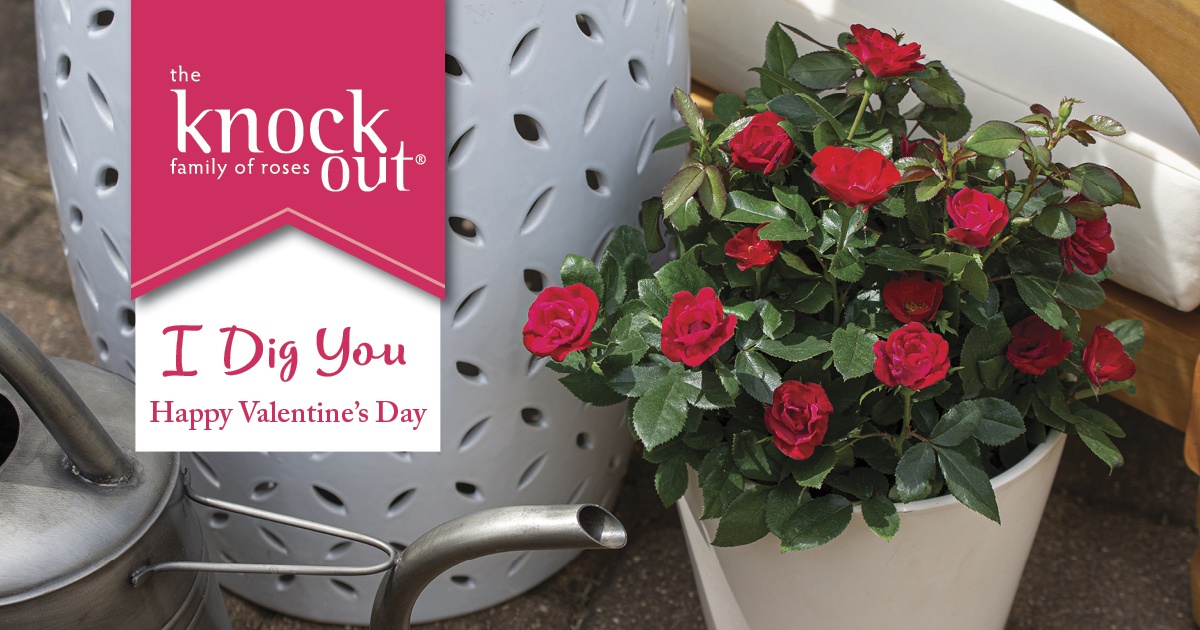 Open I Dig You Happy Valentine's Day Petite Knock Out Facebook Image